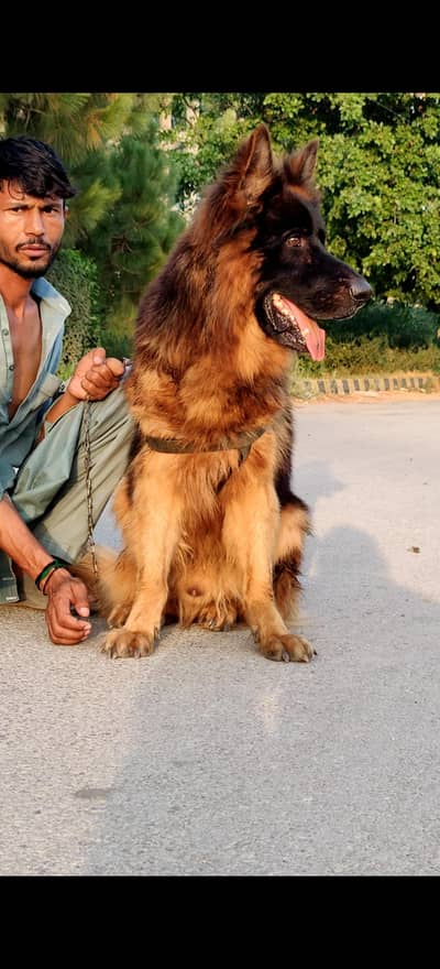German Shepherd long coat mail black mass for sale