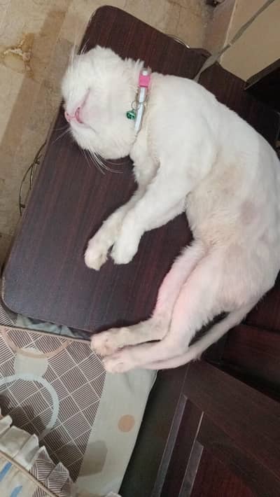 Persian triple coated