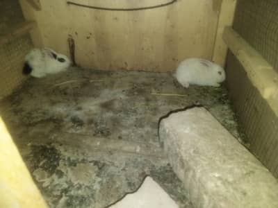 rabbit for sale