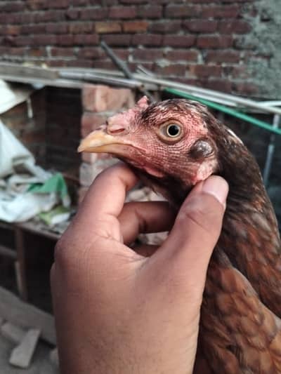 aseel hen mianwalli