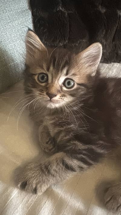 a pair of kittens