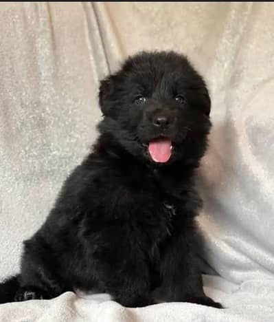 German Shepherd puppy | GSD | Black Shepherd pair for sale |