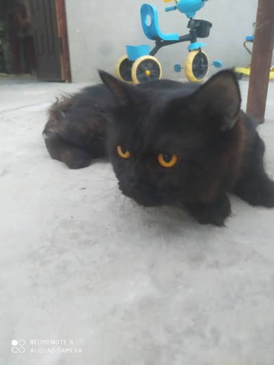 Male cate 2.5 years age