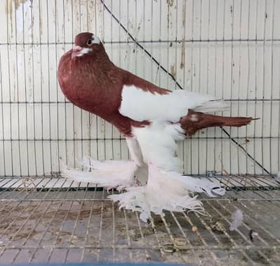 Red Magpie Pouter o313 46o3o4o.