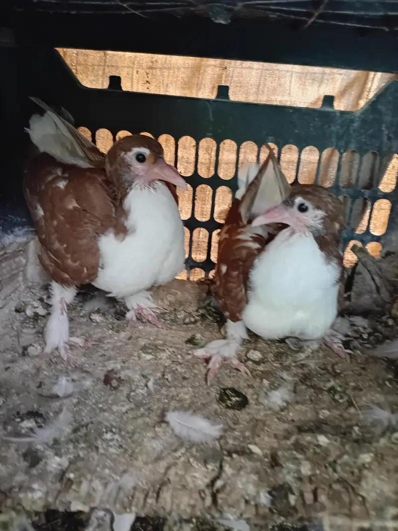 Pigeon sherazi chicks — photo 10