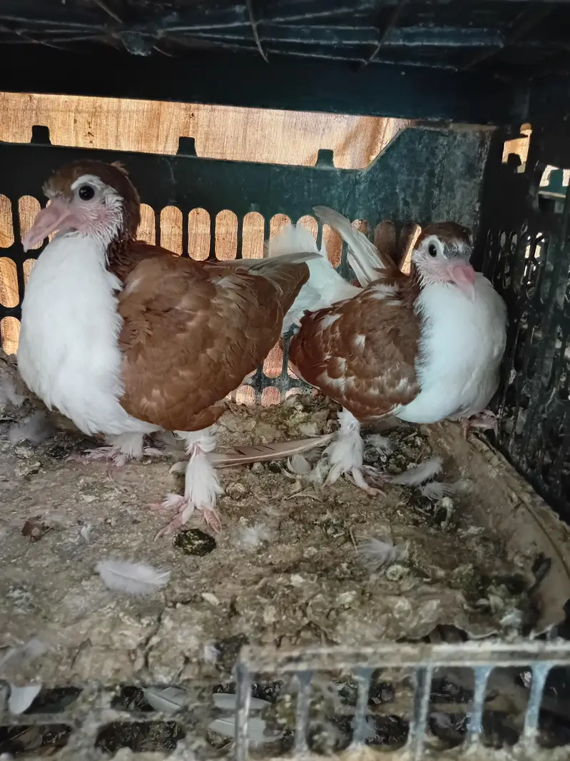 Pigeon sherazi chicks — photo 7