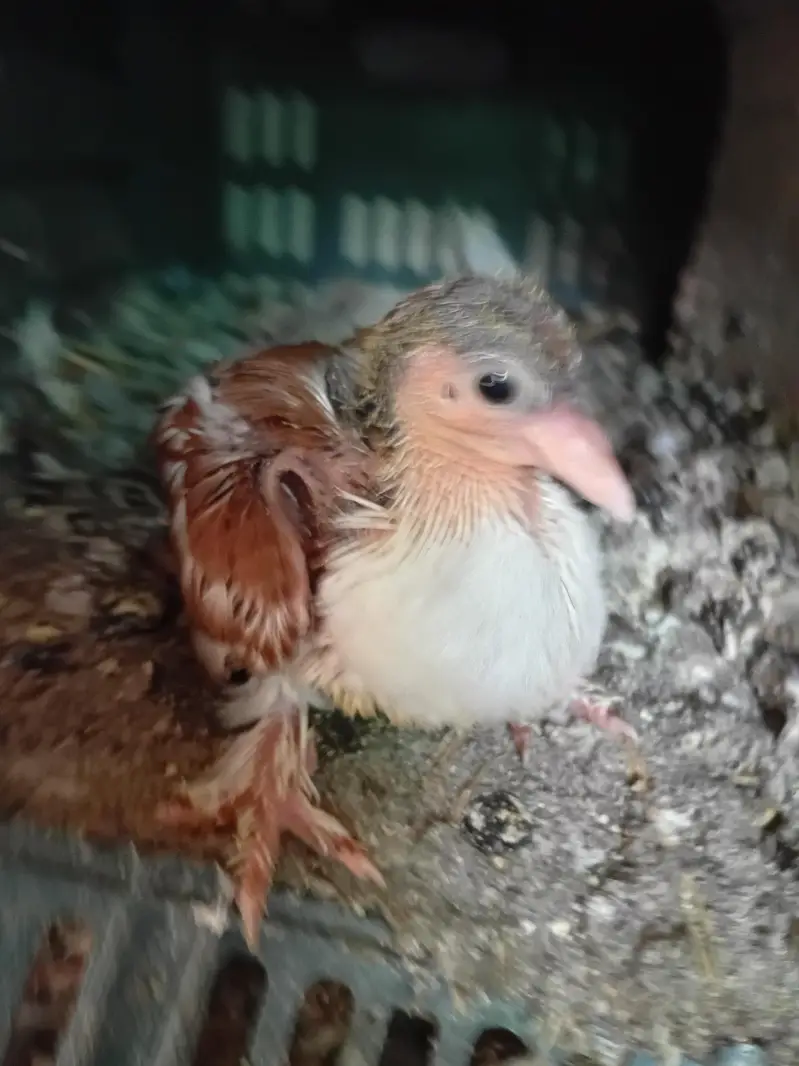 Pigeon sherazi chicks — photo 8