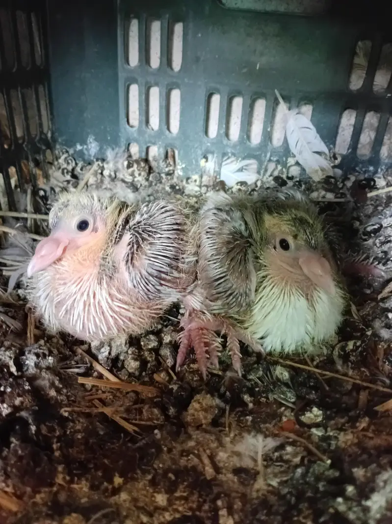 Pigeon sherazi chicks — photo 9
