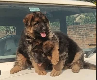 German Shepherd puppies/ triple coat / GSD dog for sale