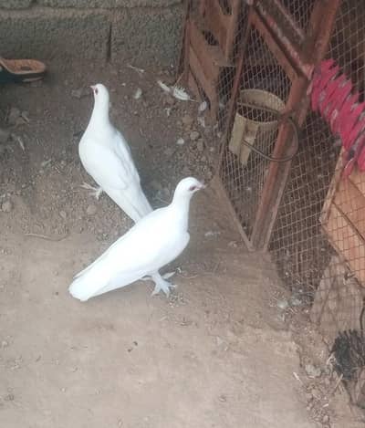 pair pigeons for sale