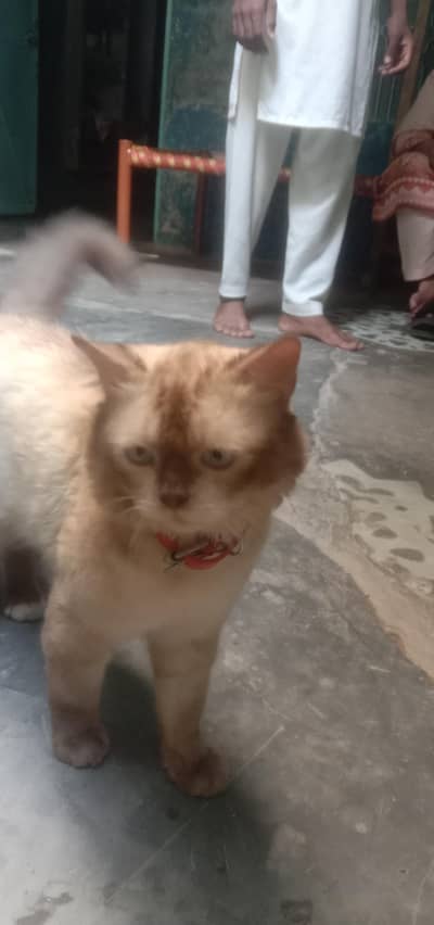 beautiful male cat