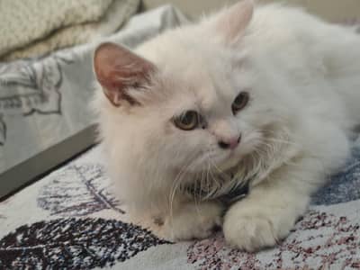 persian kittens