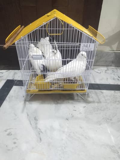 3 pigeons