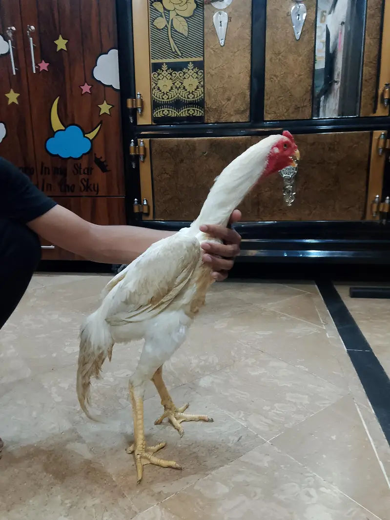 original shamo aseel healthy and Active age 6 month — photo 3