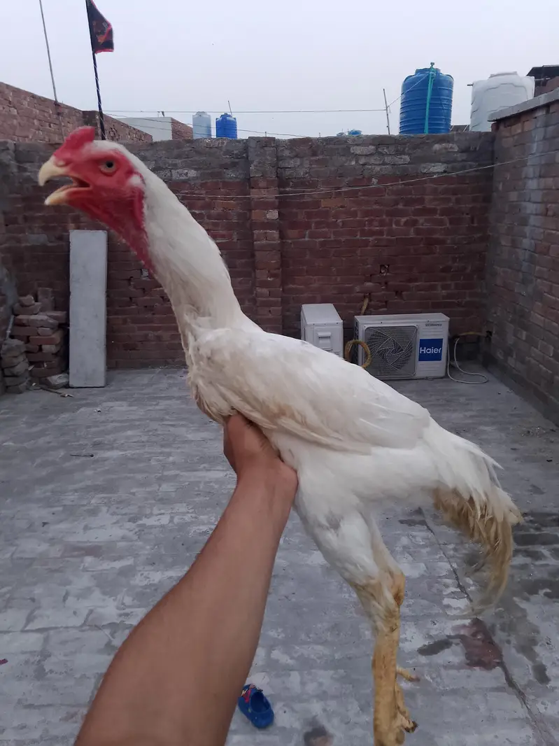 original shamo aseel healthy and Active age 6 month — photo 4