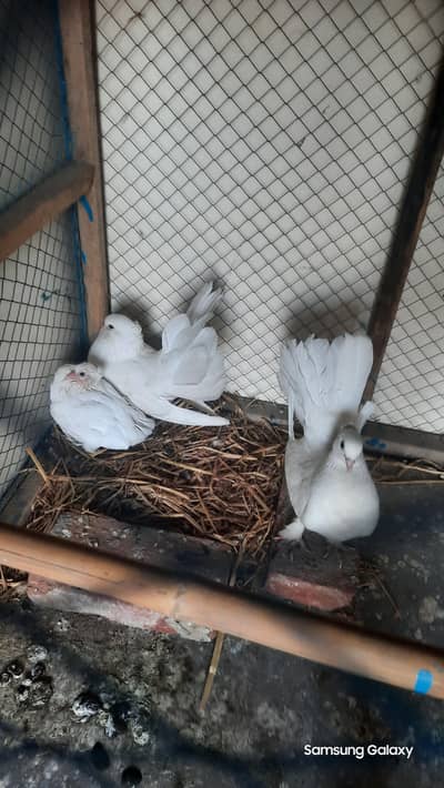 1 BREADER PAIR WITH TWO BABY'S