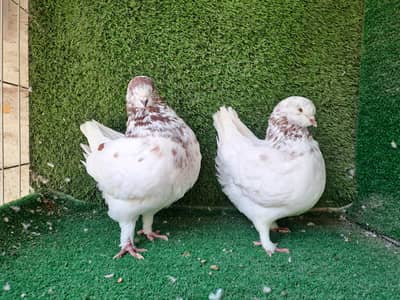 Supreme Quality US Modina Breeding pair Pigeons/ kabooter