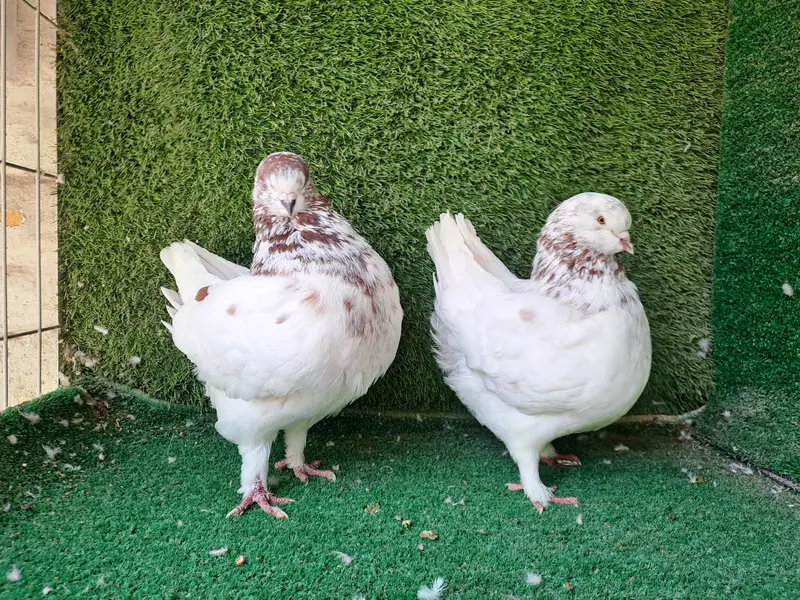 Supreme Quality US Modina Breeding pair Pigeons/ kabooter
