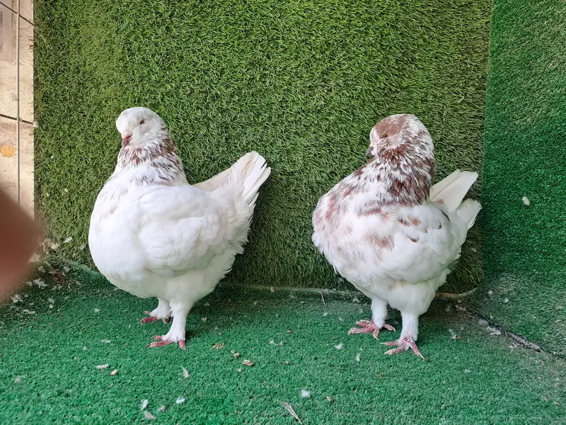 Supreme Quality US Modina Breeding pair Pigeons/ kabooter — photo 2
