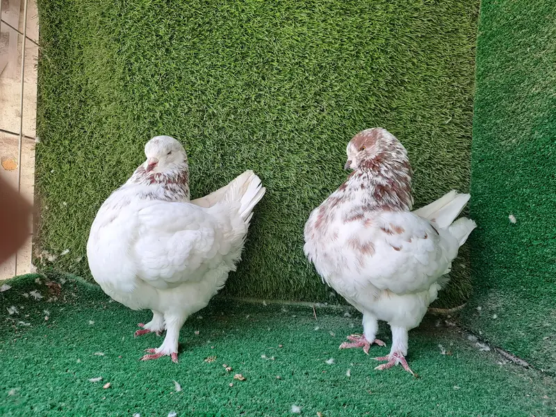 Supreme Quality US Modina Breeding pair Pigeons/ kabooter — photo 3