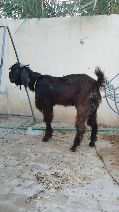 ROHILA BKRA FOR SALE