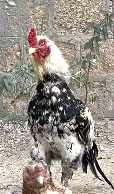 Mianwali java