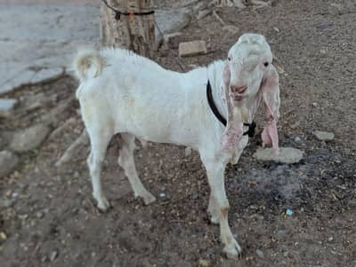 ablak bakra