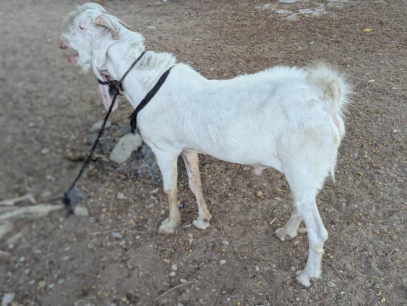 ablak bakra 1