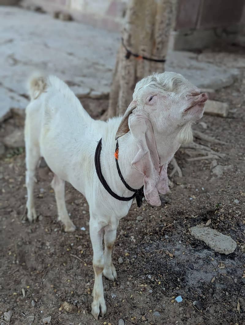 ablak bakra 2