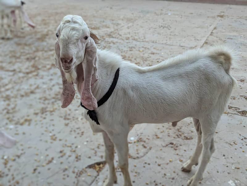ablak bakra 3