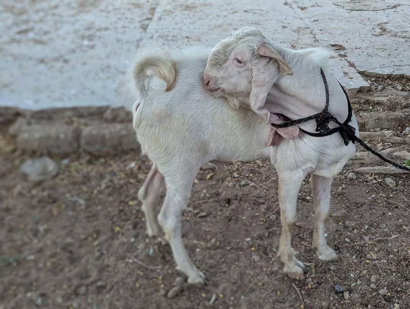 ablak bakra 4