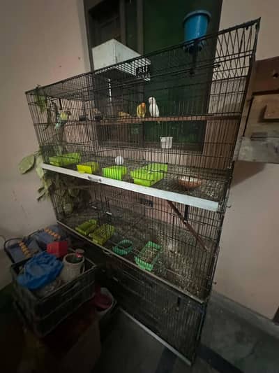 love birds + cages