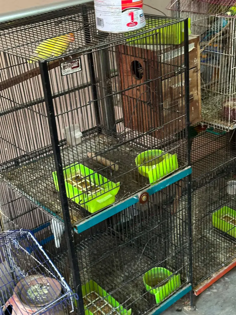 love birds + cages — photo 2