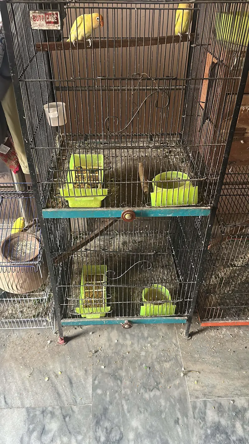 love birds + cages — photo 3