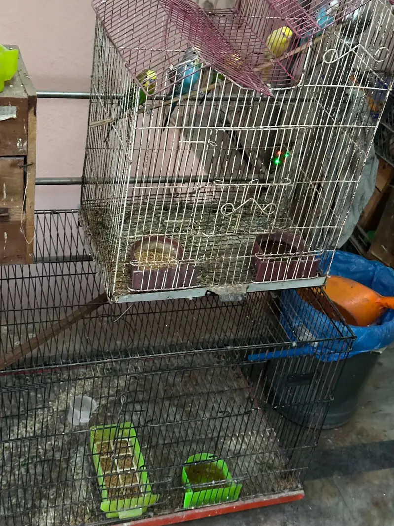love birds + cages — photo 4