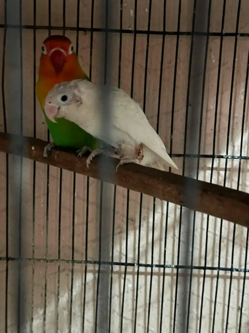love birds + cages — photo 5