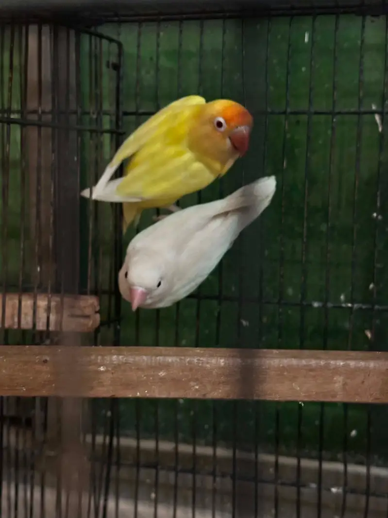 love birds + cages — photo 6
