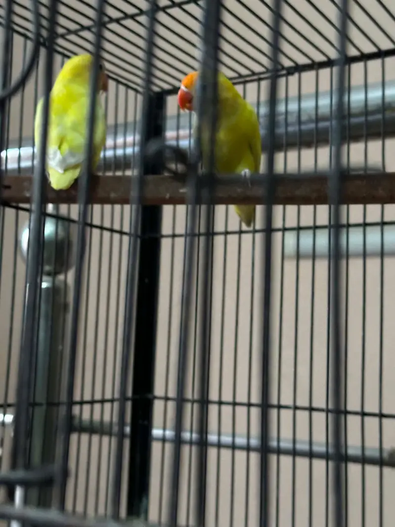 love birds + cages — photo 7