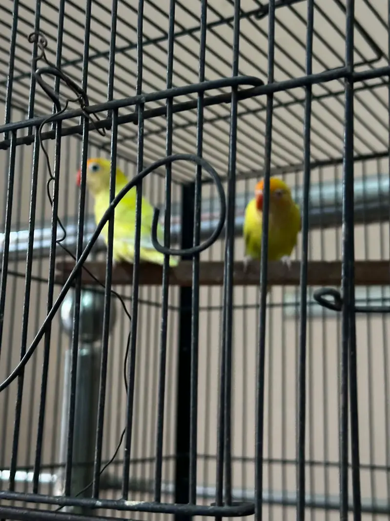 love birds + cages — photo 8