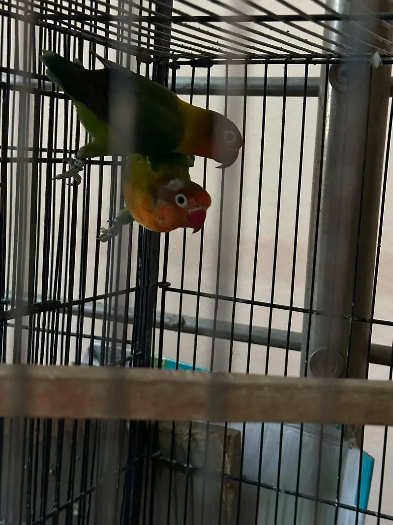 love birds + cages — photo 9