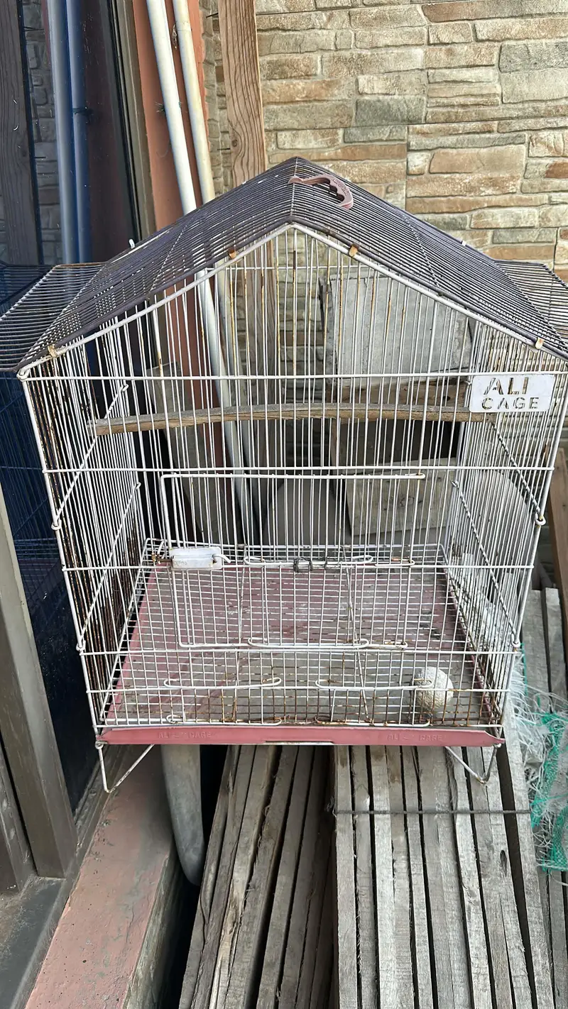 love birds + cages — photo 10