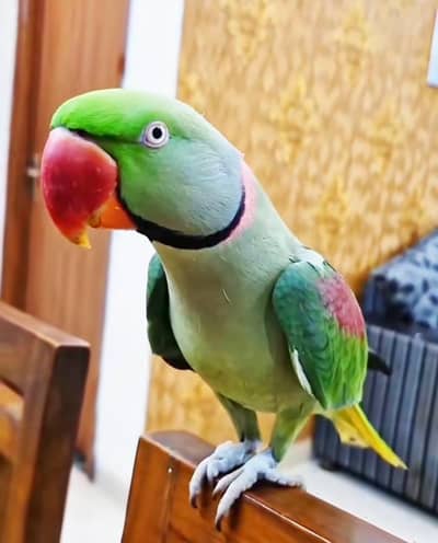 Kashmiri raw parrot for sale and time vice train vaccine mukammal