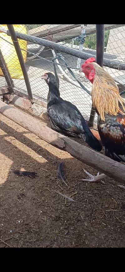 aseel hens