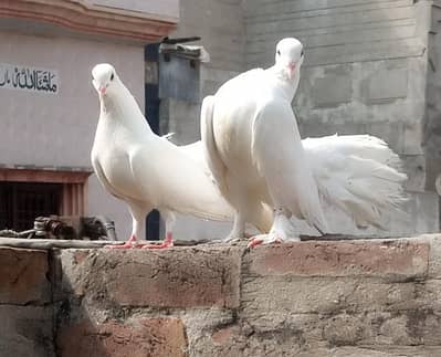 lucky kabootar