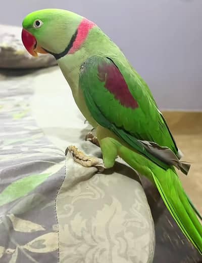 Kashmiri raw parrot for sale and time vice train vaccine mukammal