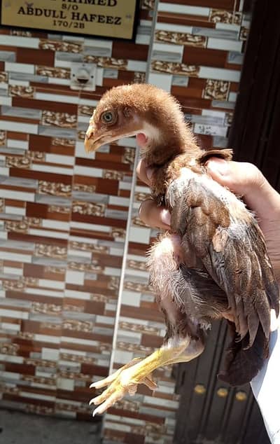 All ok Aseel high quality chiks