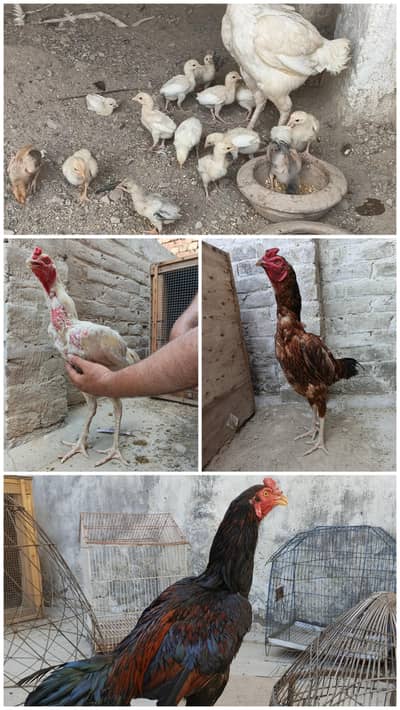 Aseel Mianwali | Aseel | chicks | Lakha | Cheena | Heera | Mushka