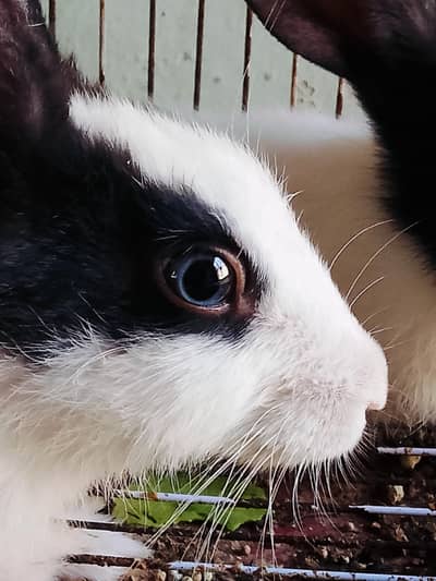 Rabbits