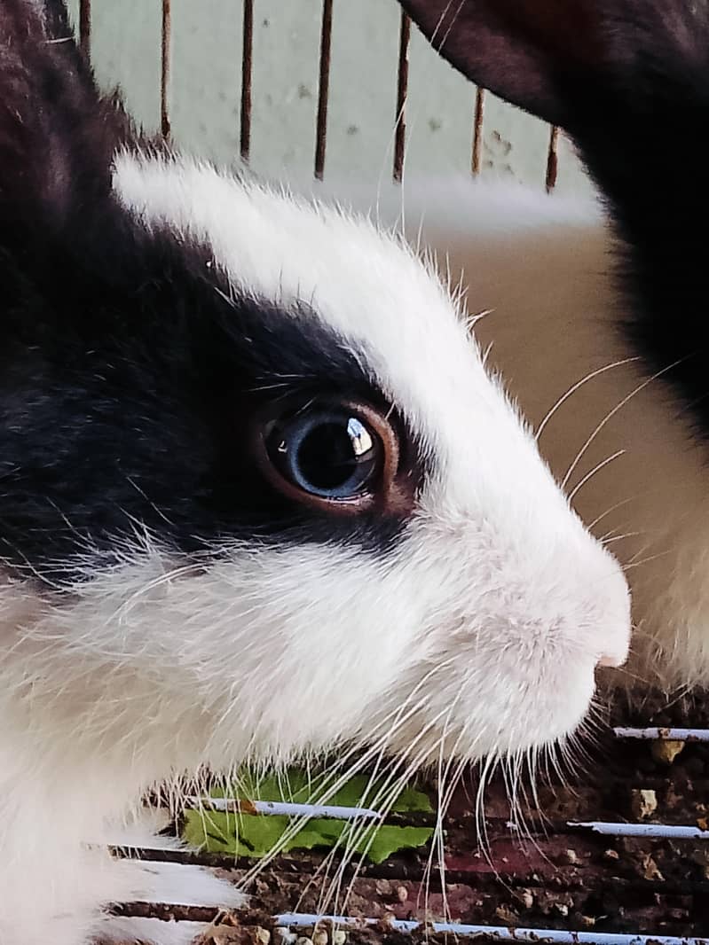Rabbits 0