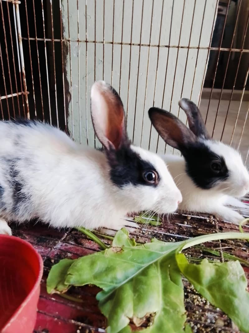 Rabbits 1